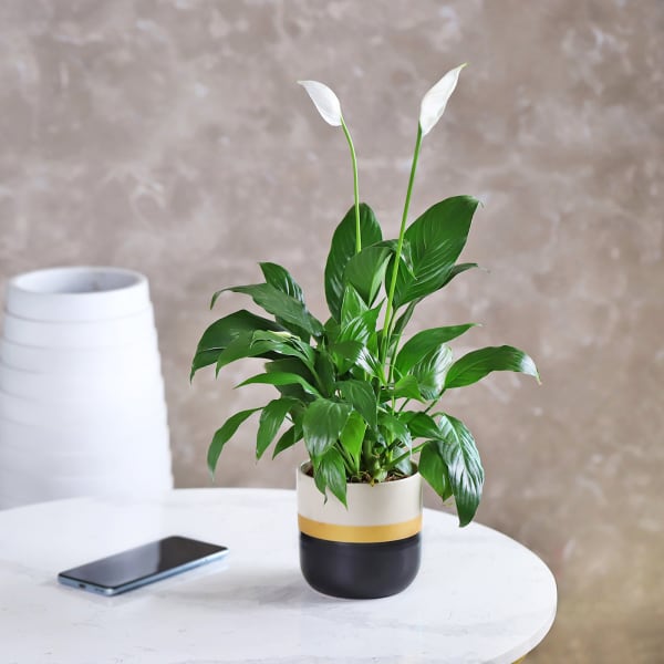 Magnificent Peace Lily Plant in a Ceramic Pot