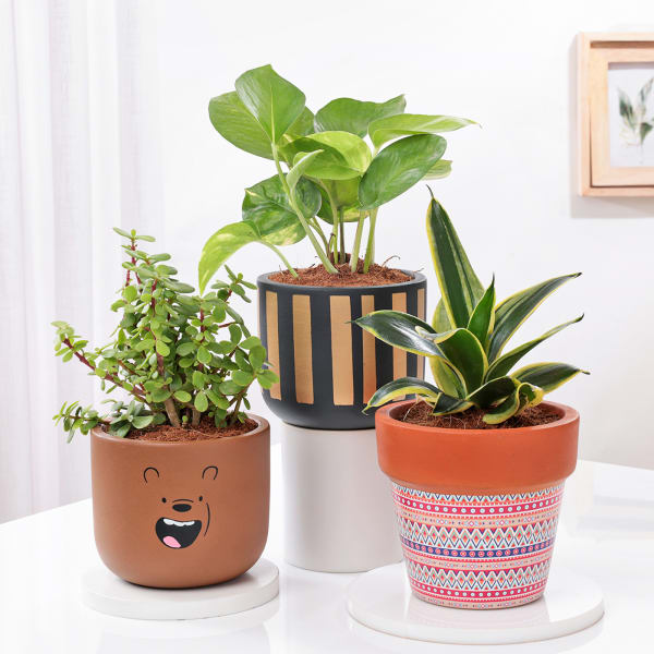 Majestic Plants In Artistic Pots - Set Of 3