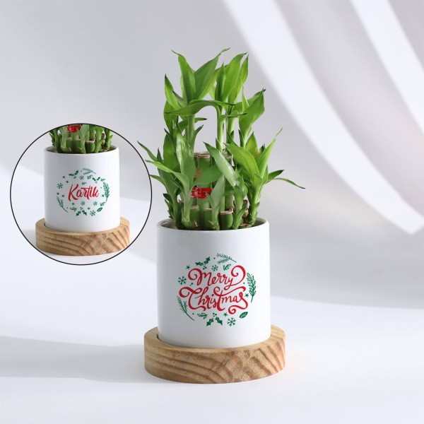 Merry Christmas - Bamboo Plant With Personalized Pot