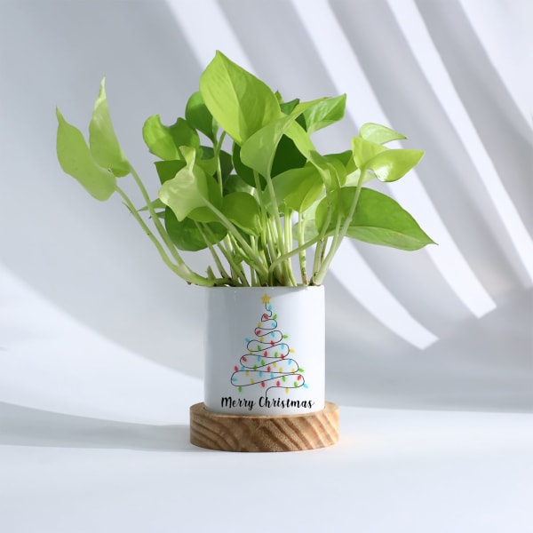 Merry Christmas - Money Plant With Pot