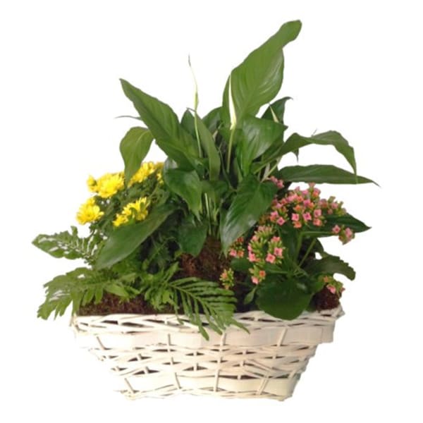Mixed plants in basket