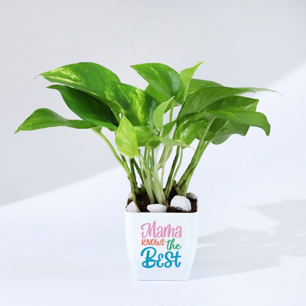 Mom Knows Best Money Plant With Pot