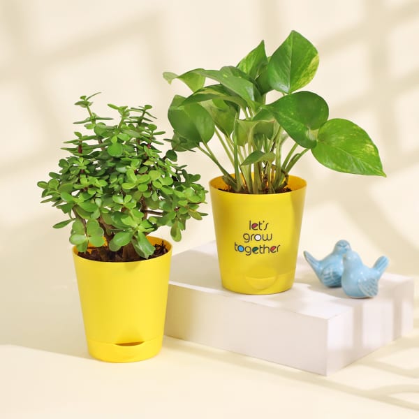 Money Plant and Mini Jade Plant in Yellow Planters