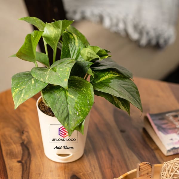 Money Plant Customized with logo and Name