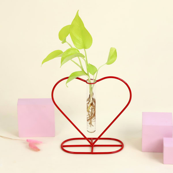 Money Plant Grows on Heart Shaped Frame