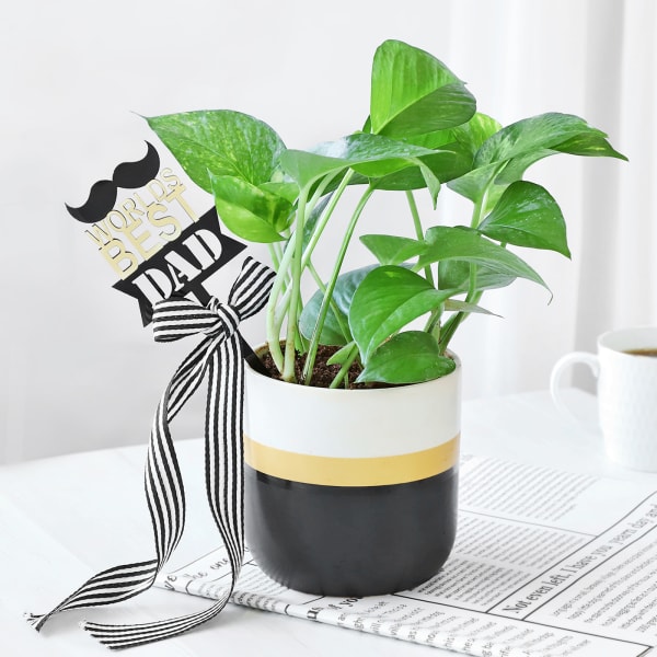 Money Plant in a Ceramic Planter For The Best Dad