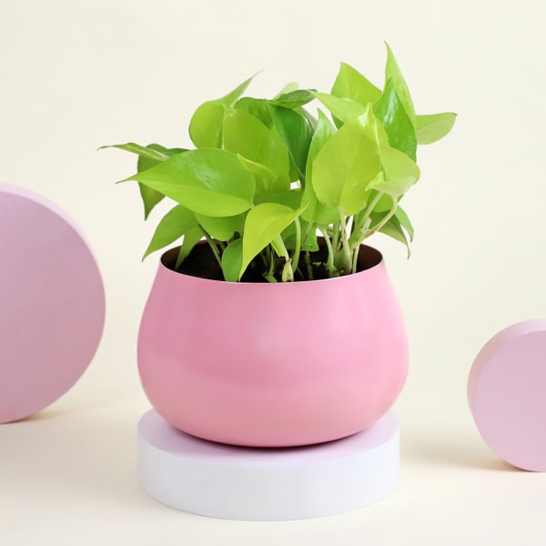 Money Plant in a Pink Planter
