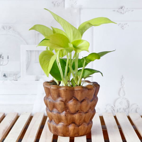 Money Plant in Ceramic Planter
