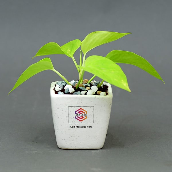 Money Plant in Ceramic Pot - Customized with Message & Logo