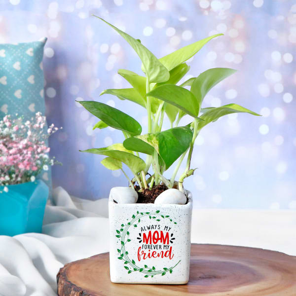 Money Plant In White Ceramic Planter For Mom