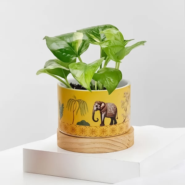 Money Plant Wishes
