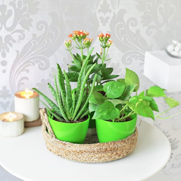 Money Plant With Aloe Vera And Kalanchoe In Planters (Set of 3)