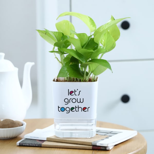 Money Plant With Self-Watering Planter