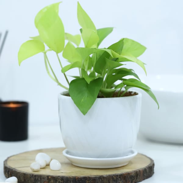 Money Plant With White Planter And Plate