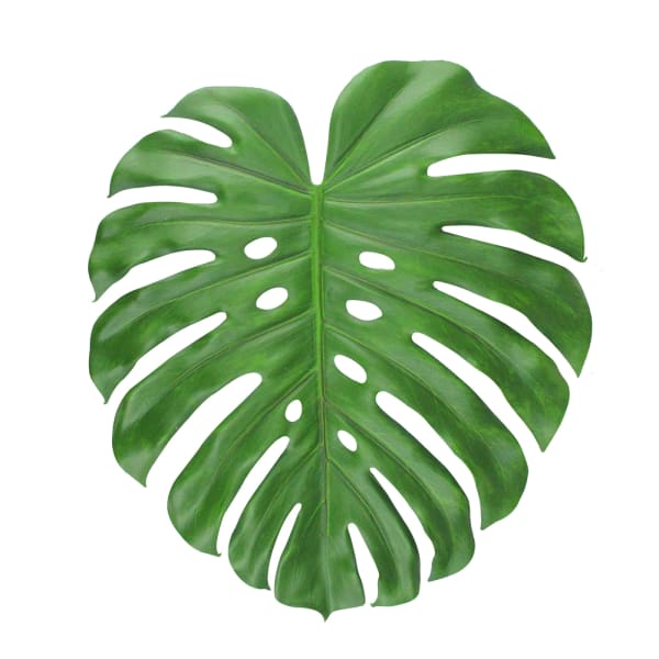Monstera Leaf (Bunch of 10)