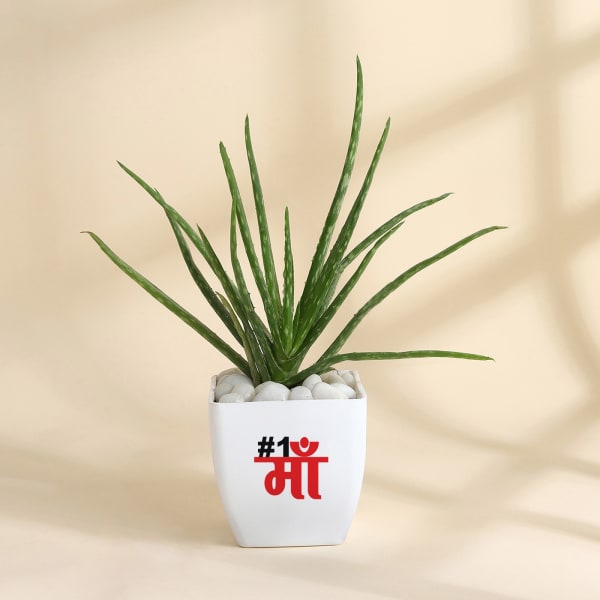 Mother's Day Aloe Vera Plant With Planter