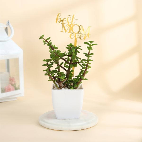 Mother's Day Best Mom Ever Jade Plant With Pot