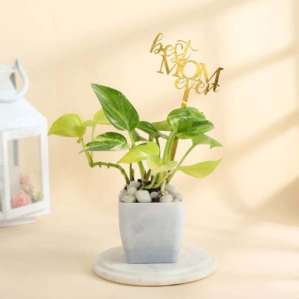 Mother's Day Best Mom Ever Money Plant