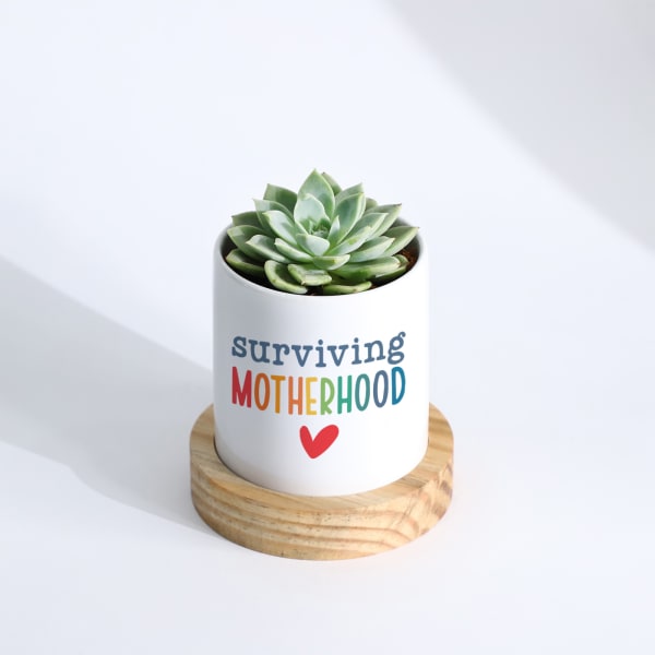 Mother's Day - Echeveria Succulent With Planter