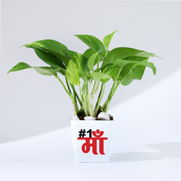 Mother's Day Money Plant With Plastic Pot