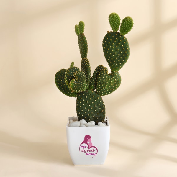Mother's Day Rabbit Cactus with Planter