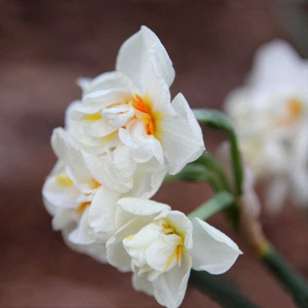 Narcissus Abba (Bunch of 10)