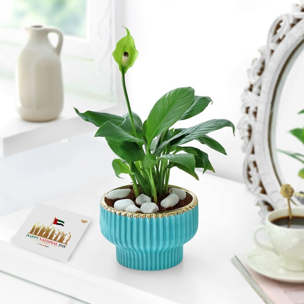 National Day Tranquil Unity Lily Planter