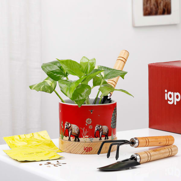 Nature's Haven - Mother's Day Gardening Set