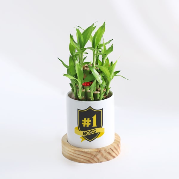 No. 1 Boss - 2 Layer Bamboo Plant With Planter