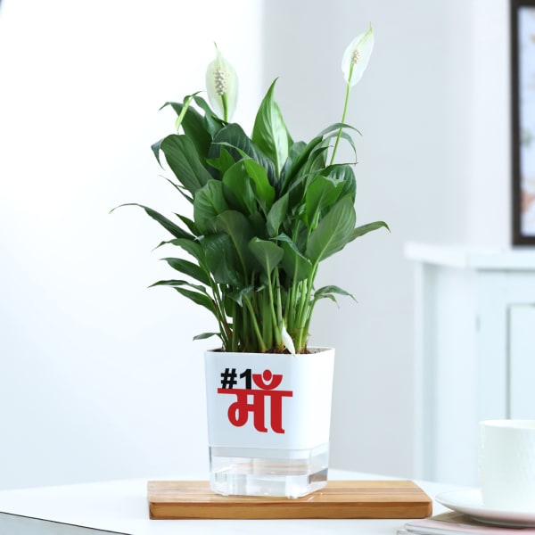No 1 Ma - Peacelily Plant With Self Watering Planter