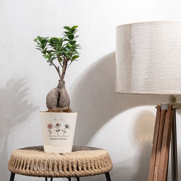 Nurture with Love Ficus Bonsai Plant  Medium