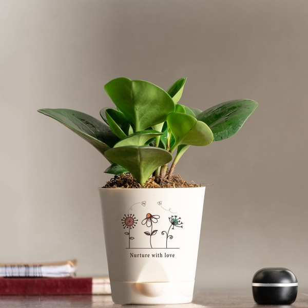 Nurture With Love Peperomia Green Plant