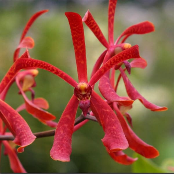 Orchid - Aranthera Anne Black (Bunch of 10)