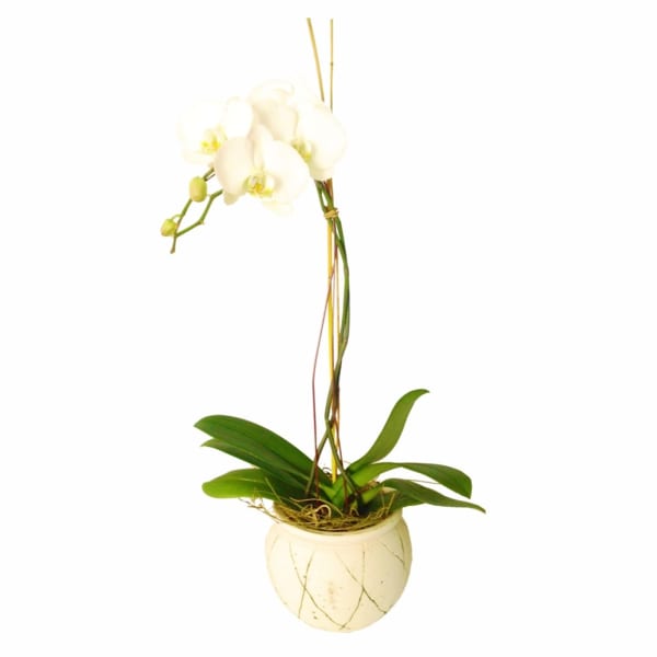 Orchid in ceramic vase