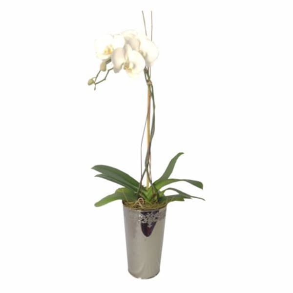Orchid in Deco Vase