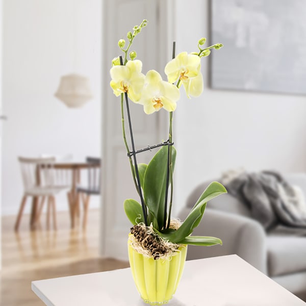 Orchid in lime pot with yellow blossoms