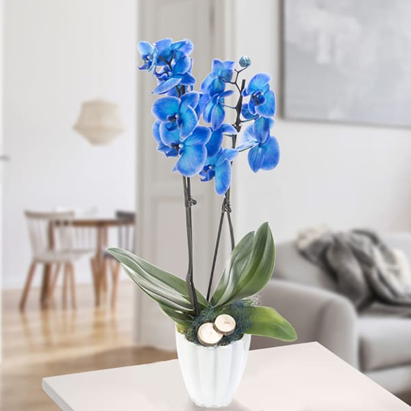 Orchid in white pot with blue blossoms