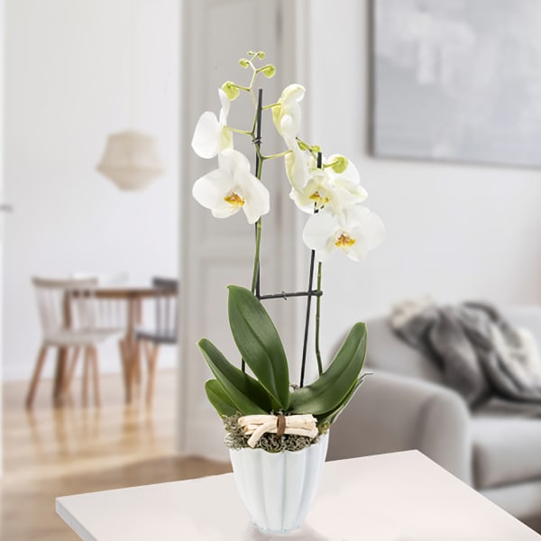 Orchid in white pot with white blossoms