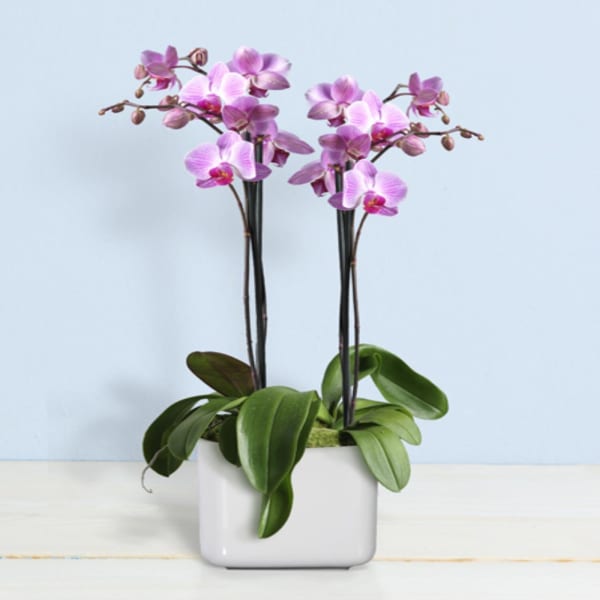 Orchid phalaenopsis