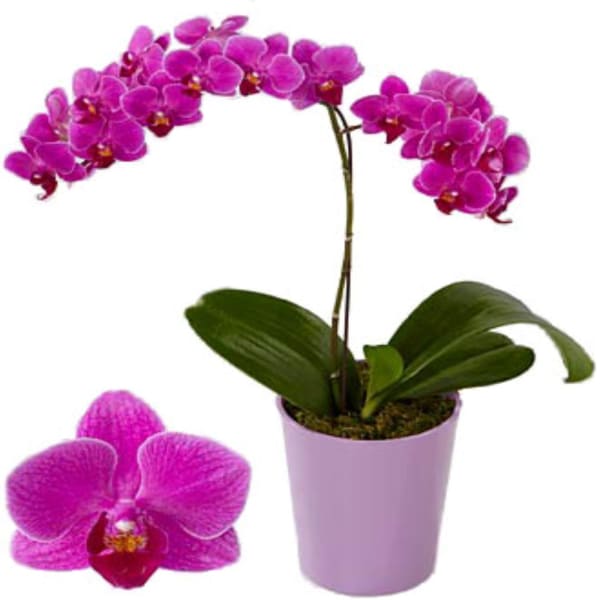 Orchid with one brach in ceramic pot
