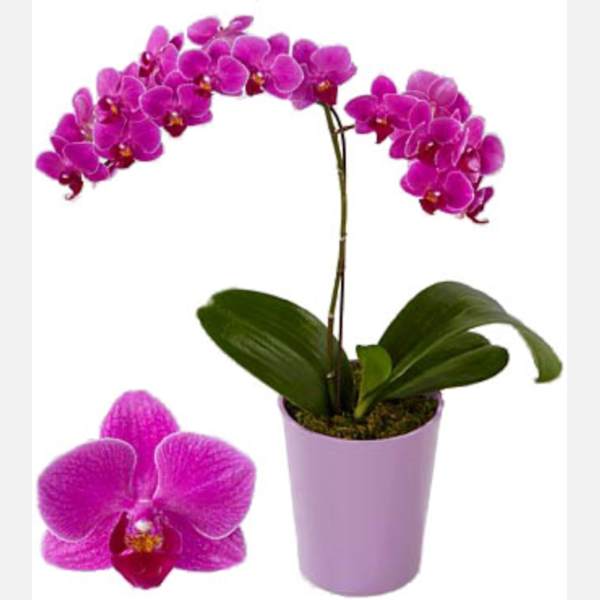 Orchid with One Branch