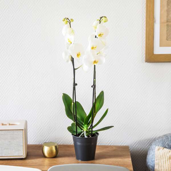 Orchidee Candide - Orchid