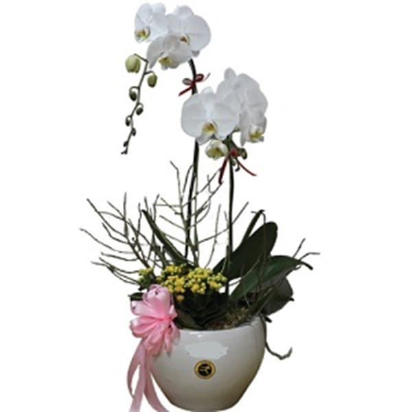 Orchids In Vase