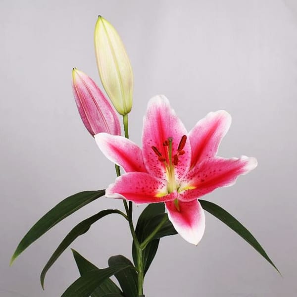 Oriental Lily Joop (Bunch of 10)