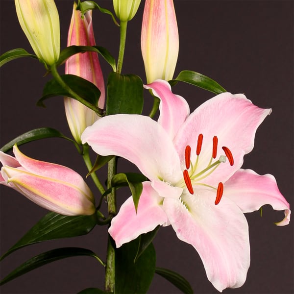 Oriental Lily Mabel (Bunch of 10)