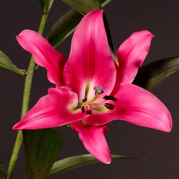 Oriental Lily Maldano (Bunch of 10)