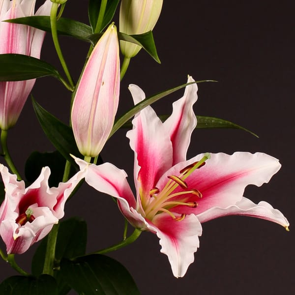Oriental Lily Paradero (Bunch of 10)