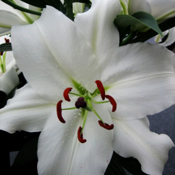 Oriental Lily Santander (Bunch of 10)