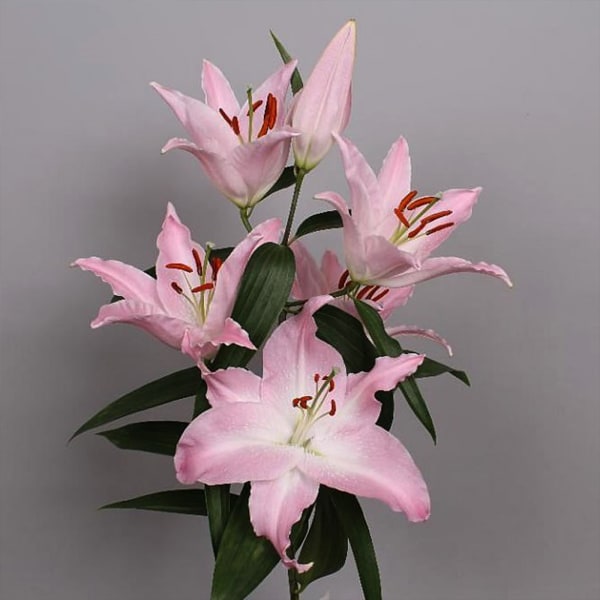 Oriental Lily Willeke Alberti (Bunch of 10)