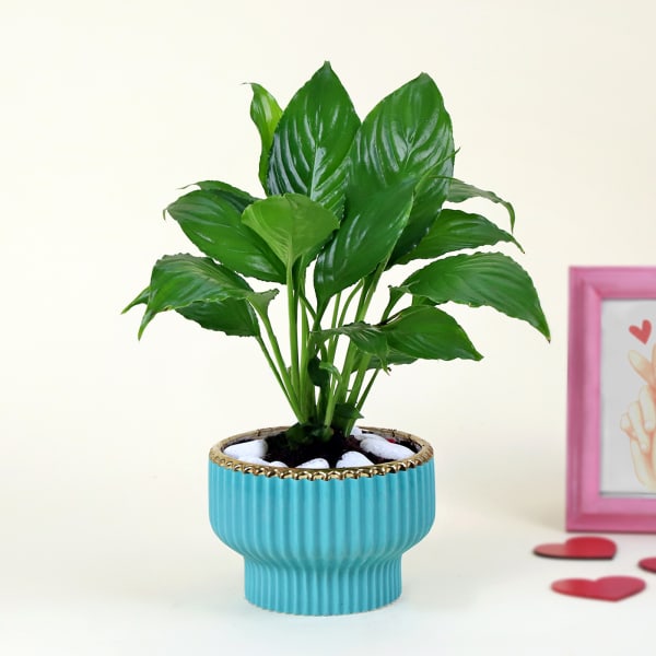 Peace Lilly Love With Planter